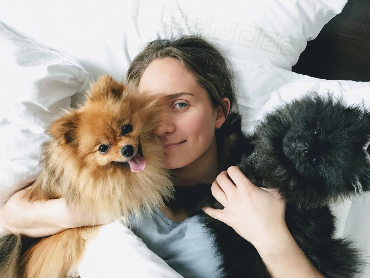 To pomeranianer — en rød og en svart — koser seg i sengen